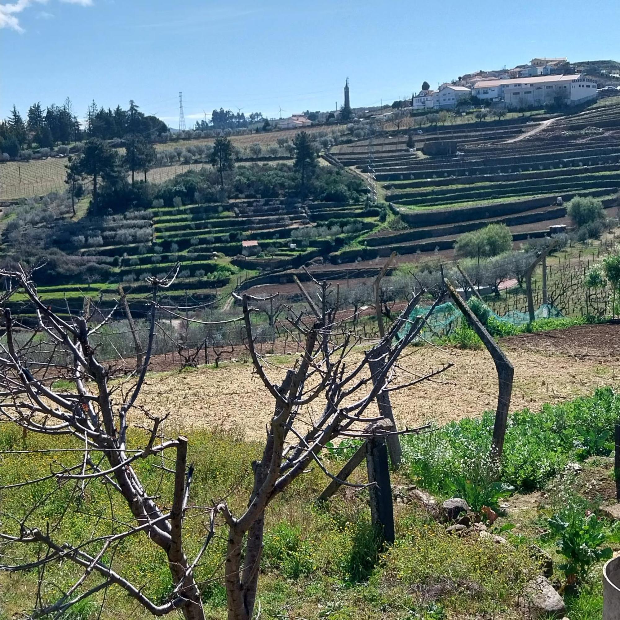 Douro Feels Like Home Fontelo  المظهر الخارجي الصورة